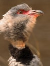 Southern Crested Screamer Royalty Free Stock Photo