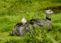 Southern Crested Screamer