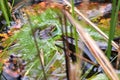 Southern Cricket Frog on a lily pad in the Okefenokee Swamp, Georgia