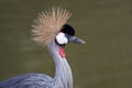 Southern Crowned Crane