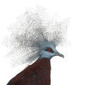 Southern Crowned Pigeon, Goura scheepmakeri