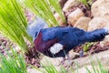 Southern crowned pigeon