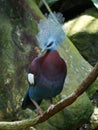 Southern crowned pigeon Goura scheepmakeri