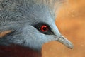 Southern crowned pigeon (Goura scheepmakeri).