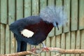 Southern crowned pigeon (Goura scheepmakeri).