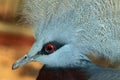 Southern crowned pigeon (Goura scheepmakeri).