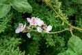 Cuckoo bumblebee on bramble flower