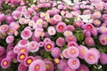 Southern daisy - English daisies - bellis sylvestris Royalty Free Stock Photo