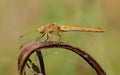 Southern Darter (Sympetrum meridionale) Royalty Free Stock Photo