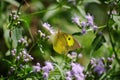 Southern dogface butterfly Royalty Free Stock Photo