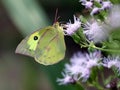 Southern Dogface Butterfly - Zerene cesonia Royalty Free Stock Photo