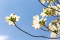 Southern dogwood trees in bloom