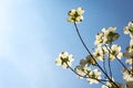 Southern dogwood trees in bloom