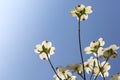 Southern dogwood trees in bloom