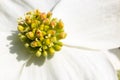 Southern dogwood trees in bloom