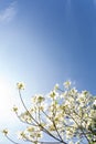 Southern dogwood trees in bloom