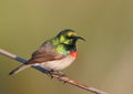 Southern Double-collared Sunbird Royalty Free Stock Photo