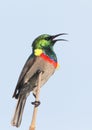 Southern Double-collared Sunbird Royalty Free Stock Photo