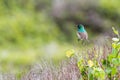 Southern Double-collared Sunbird