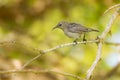 Southern Double collared sunbird Royalty Free Stock Photo