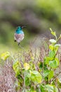 Southern Double-collared Sunbird