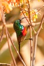 Southern Double-collared sunbird Cinnyris chalybeu Royalty Free Stock Photo