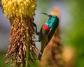 Southern double-collared sunbird feeding on red hot poker flower Royalty Free Stock Photo