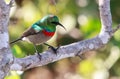 Southern Double Collared Sunbird