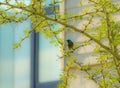 Southern double-collared sunbird, looking left, sitting on tree