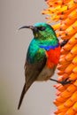 Southern Double-Collared Sunbird Royalty Free Stock Photo