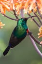 Southern Double-Collared Sunbird Royalty Free Stock Photo