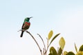 Southern double-collared sunbird