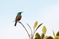 Southern double-collared sunbird