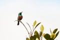 Southern double-collared sunbird