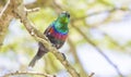 Southern double-collared sunbird (Cinnyris chalybeus)