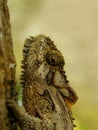 Southern Dwarf Chameleon Head Royalty Free Stock Photo