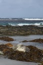 Southern Elephant Seal asleep on a bed of kelp