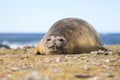 Southern Elephant Seal cow Royalty Free Stock Photo