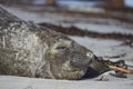 Southern Elephant Seal - Falkland Islands Royalty Free Stock Photo