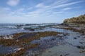 Southern Elephant Seal on a kelp strewn beach in the Falkland Islands Royalty Free Stock Photo