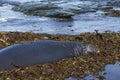 Southern Elephant Seal on a kelp strewn beach in the Falkland Islands Royalty Free Stock Photo