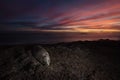 Southern Elephant Seal lying on a beach at sunset Royalty Free Stock Photo