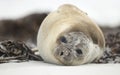 Southern Elephant seal lying on a sandy beach Royalty Free Stock Photo