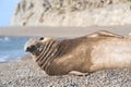 Southern elephant seal, male, Valdes Peninsula