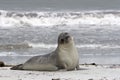 Southern elephant seal (Mirounga leonina) Royalty Free Stock Photo