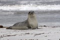 Southern elephant seal (Mirounga leonina)