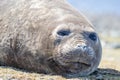 Southern Elephant Seal (Mirounga leonina) cow. Close up. Royalty Free Stock Photo