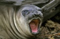 Southern Elephant Seal, mirounga leonina, Female Yawning, Antarctica Royalty Free Stock Photo