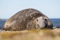 Southern Elephant Seal (Mirounga leonina) Male Beach Master Royalty Free Stock Photo