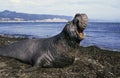 Southern Elephant Seal, mirounga leonina, Male standing on Beach with Open Mouth, Defensive Posture, California Royalty Free Stock Photo